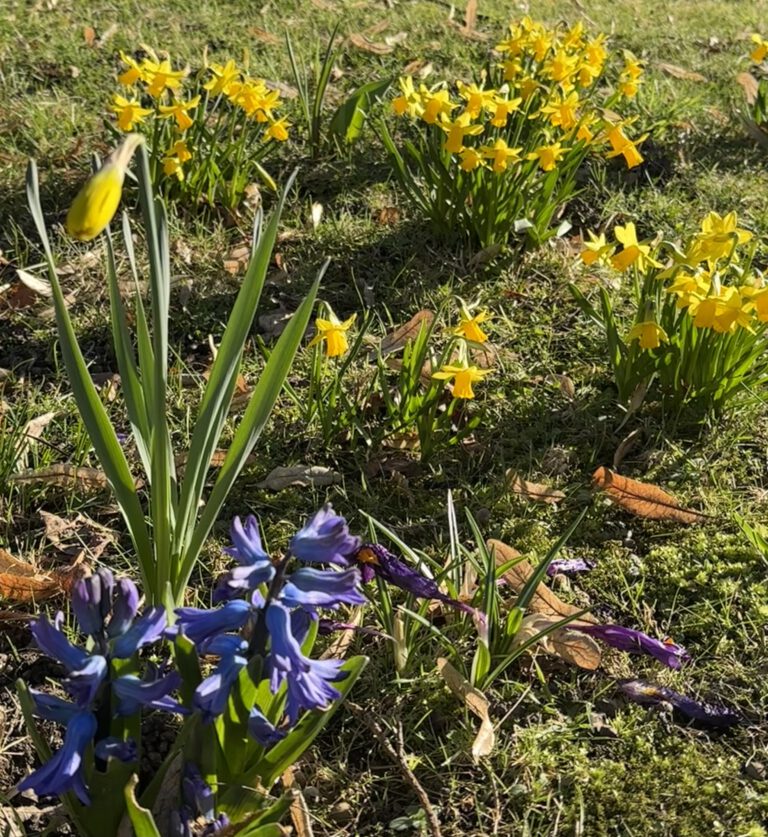 Die ersten Frühlingsboten sind da